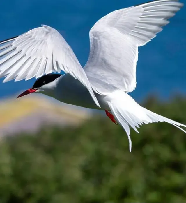 Framed Print : An Arctic Tern (Sterna Paradise) in flight above the Farne Islands in Northumberland, UK