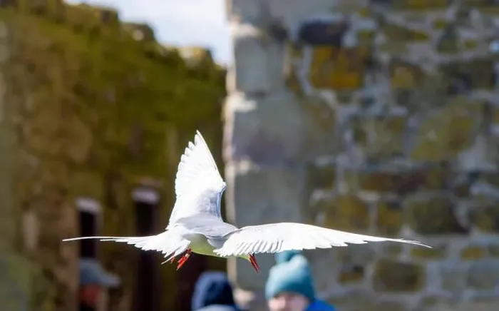 Framed Print : An Arctic Tern (Sterna Paradise) in flight above the Farne Islands in Northumberland, UK