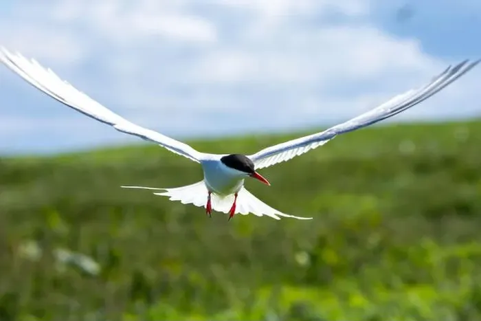 Framed Print : An Arctic Tern (Sterna Paradise) in flight above the Farne Islands in Northumberland, UK