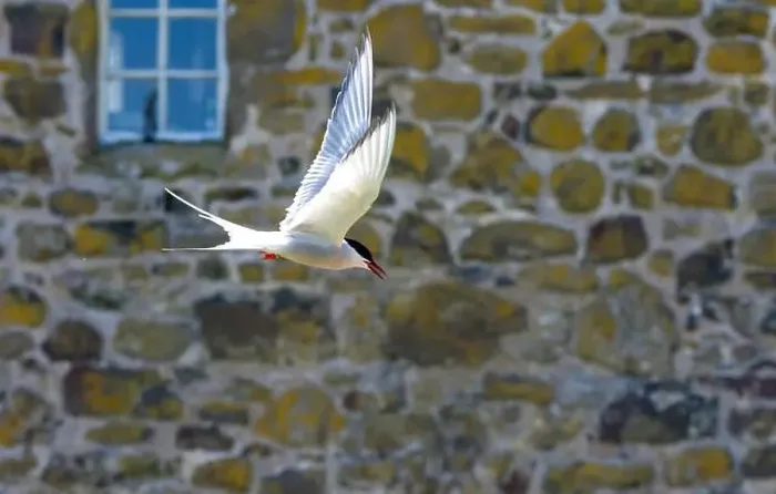 Framed Print : An Arctic Tern (Sterna Paradise) in flight above the Farne Islands in Northumberland, UK