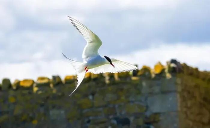 Framed Print : An Arctic Tern (Sterna Paradise) in flight above the Farne Islands in Northumberland, UK