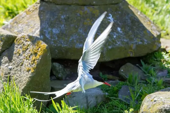 Framed Print : An Arctic Tern (Sterna Paradise) in flight above the Farne Islands in Northumberland, UK