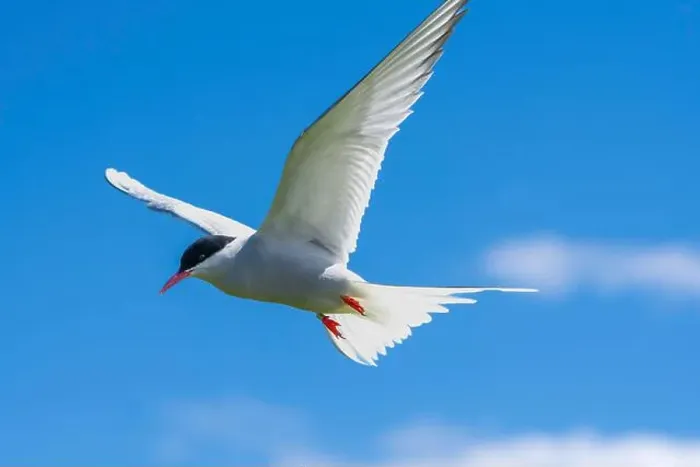 Framed Print : An Arctic Tern (Sterna Paradise) in flight above the Farne Islands in Northumberland, UK