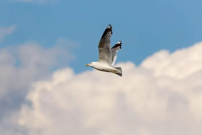 Framed Print : Arctic Tern (Sterna paradisea) in flight, against a blue sky and clouds Framed Print : Arctic Tern (Sterna paradisea) in flight, against a blue sky and clouds