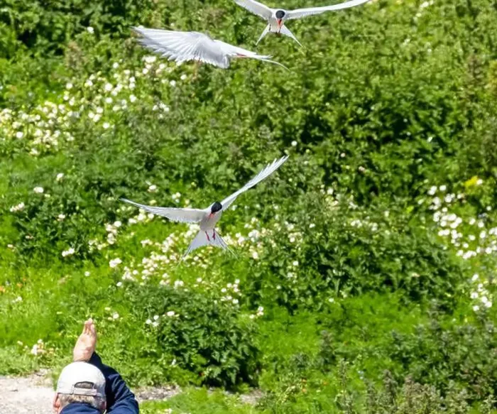 Framed Print : Arctic terns defending their nests attacking a passer by Framed Print : Arctic terns defending their nests attacking a passer by