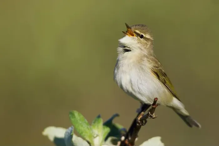 Framed Print : Arctic warbler, spring song on the arctic tundra of Northern Alaska Framed Print : Arctic warbler, spring song on the arctic tundra of Northern Alaska