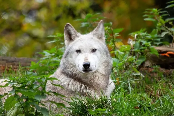 Framed Print : Arctic wolf found in the Arctic regions of North America and Greenland Framed Print : Arctic wolf found in the Arctic regions of North America and Greenland