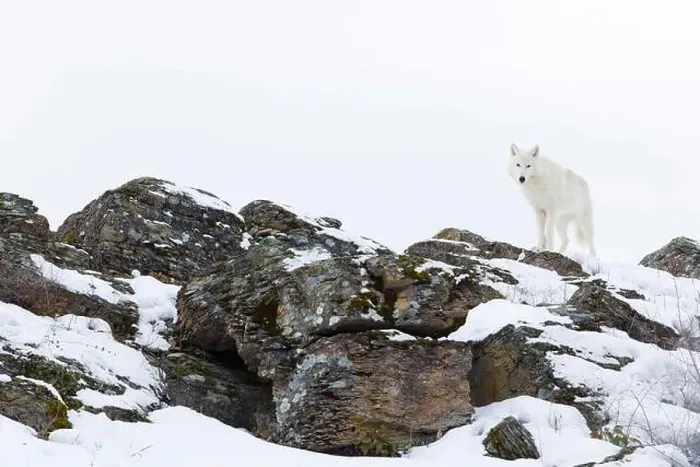 Framed Print : Arctic wolf Canis lupus arctos, adult standing on snow covered rocks, controlled conditions