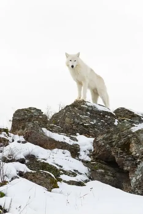 Framed Print : Arctic wolf Canis lupus arctos, adult standing on snow covered rocks, controlled conditions Framed Print : Arctic wolf Canis lupus arctos, adult standing on snow covered rocks, controlled conditions