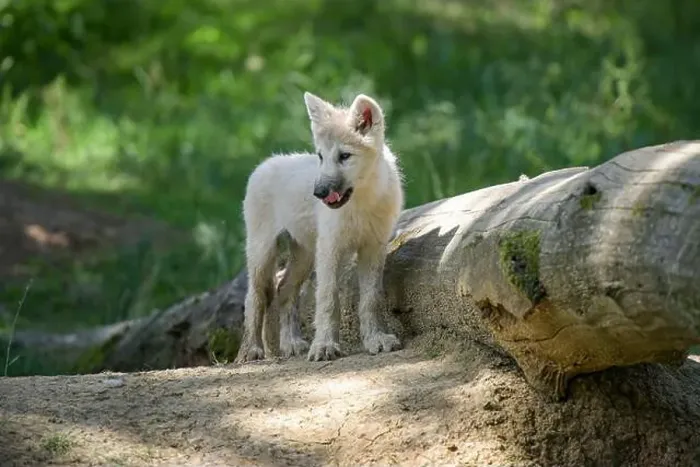 Framed Print : arctic wolf cub in the forest at spring in France Framed Print : arctic wolf cub in the forest at spring in France