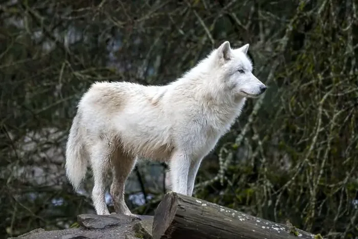 Framed Print : An Arctic wolf, distinguished by its thick white coat Framed Print : An Arctic wolf, distinguished by its thick white coat