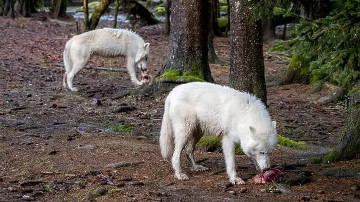 Framed Print : Two Arctic wolves roam in a forest; one feeds on meat while the other explores the surroundings dampened by scattered Framed Print : Two Arctic wolves roam in a forest; one feeds on meat while the other explores the surroundings dampened by scattered