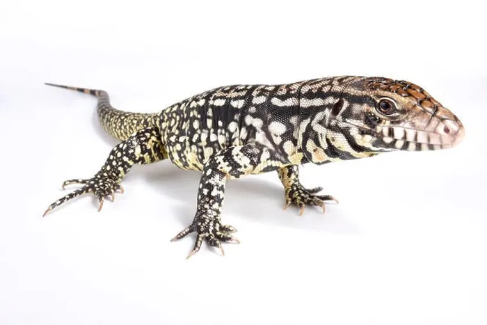 Framed Print : Argentine black and white tegu, Salvator merianae Framed Print : Argentine black and white tegu, Salvator merianae