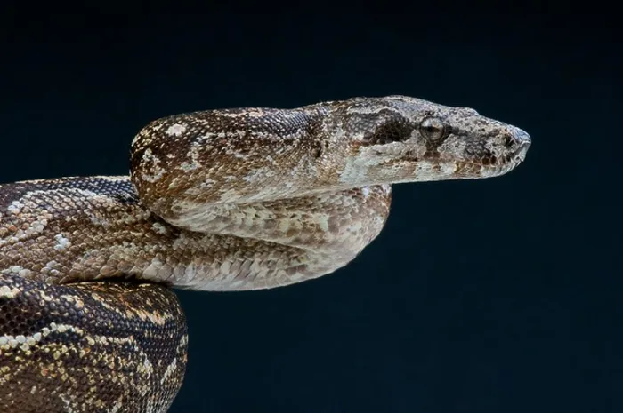 Framed Print : Argentine Boa / Boa constrictor occidentalis Framed Print : Argentine Boa / Boa constrictor occidentalis