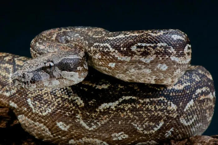 Framed Print : Argentine boa / Boa constrictor occidentalis Framed Print : Argentine boa / Boa constrictor occidentalis