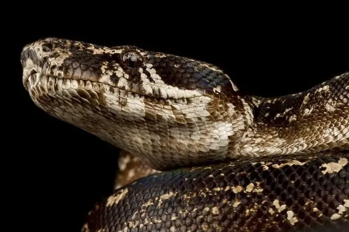 Framed Print : Argentine Boa Constrictor (Boa constrictor occidentalis )