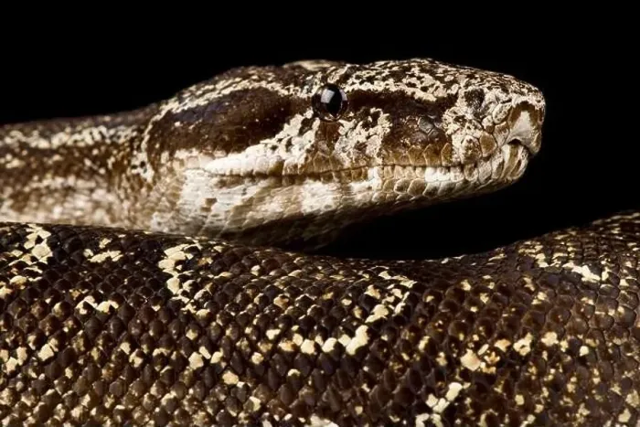 Framed Print : Argentine Boa Constrictor (Boa constrictor occidentalis )