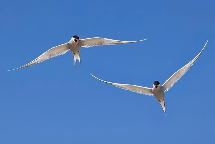 Framed Print : Arguing Arctic terns (Sterna paradisaea) in flight