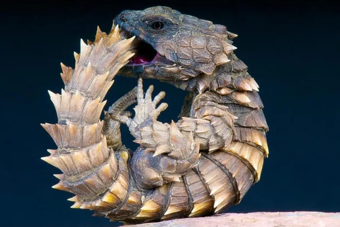 Framed Print : Armadillo lizard / Cordylus cataphractus Framed Print : Armadillo lizard / Cordylus cataphractus