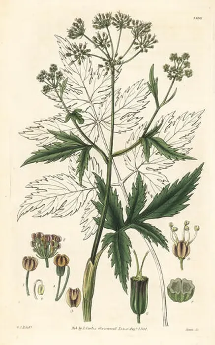 Framed Print : Arracacha, Arracacia xanthorrhiza (Eatable arracacha) Framed Print : Arracacha, Arracacia xanthorrhiza (Eatable arracacha)