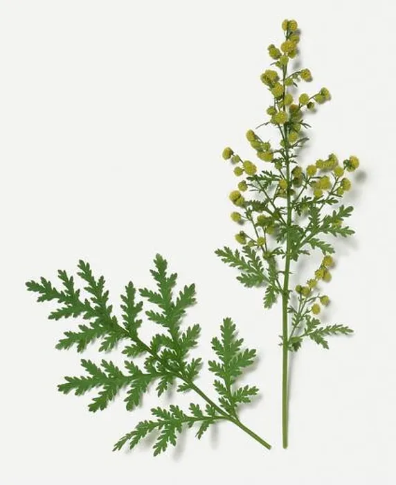 Framed Print : Artemisia annua (Sweet Wormwood) with green leaves and small yellow flowerheads on stems Framed Print : Artemisia annua (Sweet Wormwood) with green leaves and small yellow flowerheads on stems