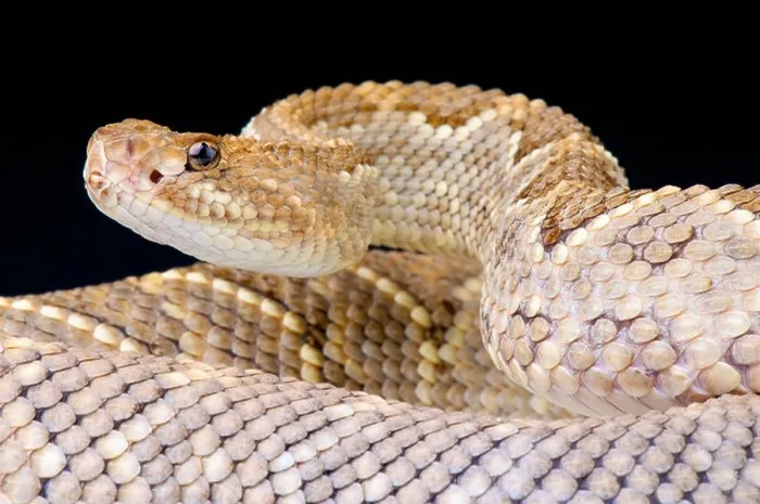 Framed Print : Aruba rattlesnake / Crotalus durissus unicolor Framed Print : Aruba rattlesnake / Crotalus durissus unicolor