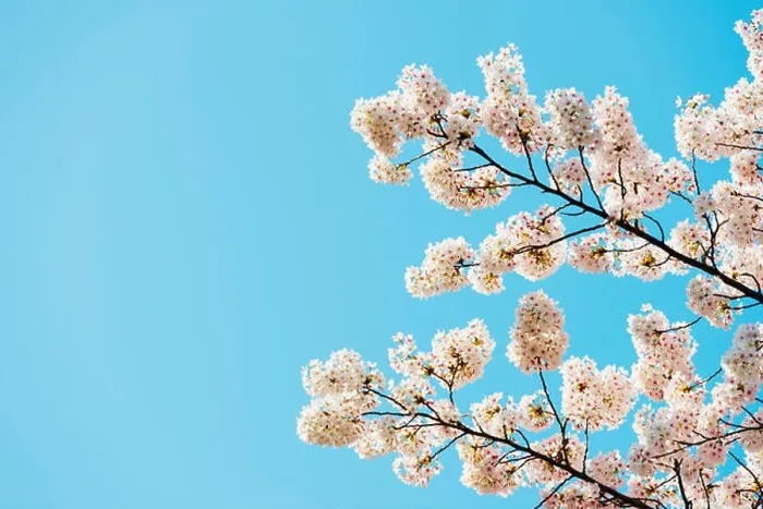 Framed Print : Asia, Republic of Korea, South Korea, Jeju island, Jeju city, spring cherry blossom Framed Print : Asia, Republic of Korea, South Korea, Jeju island, Jeju city, spring cherry blossom