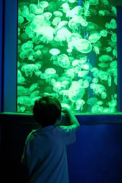 Framed Print : Asian boy looking at blue-green jellyfish in a marine aquarium Framed Print : Asian boy looking at blue-green jellyfish in a marine aquarium