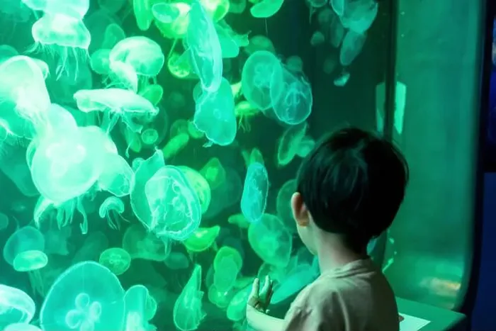 Framed Print : Asian boy looking at blue-green jellyfish in a marine aquarium Framed Print : Asian boy looking at blue-green jellyfish in a marine aquarium