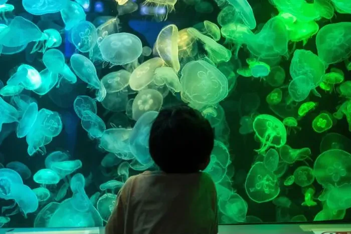 Framed Print : Asian boy looking at blue-green jellyfish in a marine aquarium Framed Print : Asian boy looking at blue-green jellyfish in a marine aquarium
