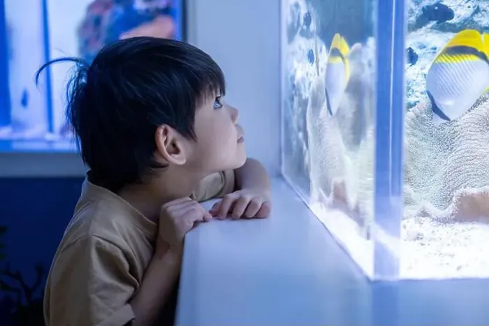 Framed Print : Asian boy looking at fish in a sea aquarium Framed Print : Asian boy looking at fish in a sea aquarium