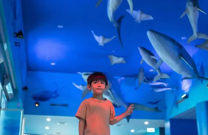 Framed Print : Asian boy standing pointing at aquarium background Framed Print : Asian boy standing pointing at aquarium background