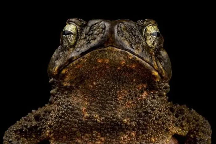 Framed Print : Asian giant toad (Phrynoidis asper) Framed Print : Asian giant toad (Phrynoidis asper)