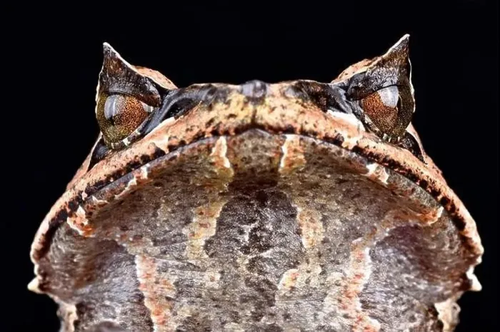 Framed Print : Asian horned frog (Megophrys montana) Framed Print : Asian horned frog (Megophrys montana)