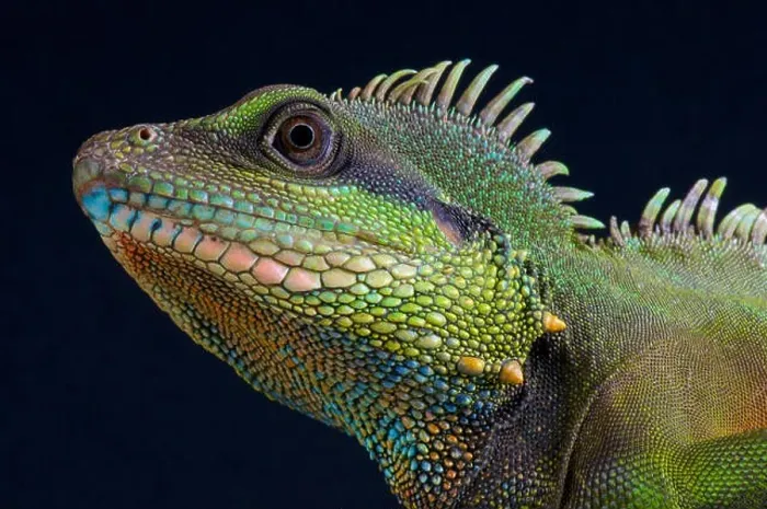 Framed Print : Asian water dragon / Physignathus concincinus Framed Print : Asian water dragon / Physignathus concincinus