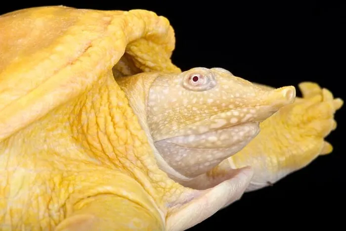 Framed Print : Asiatic softshell turtle, Amyda cartilaginea, albino Framed Print : Asiatic softshell turtle, Amyda cartilaginea, albino