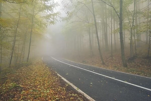 An asphalt road that goes through a misty dark misterious pine forest