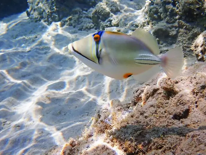 Framed Print : Assasi picasso triggerfish - Rhinecanthus assasi Framed Print : Assasi picasso triggerfish - Rhinecanthus assasi