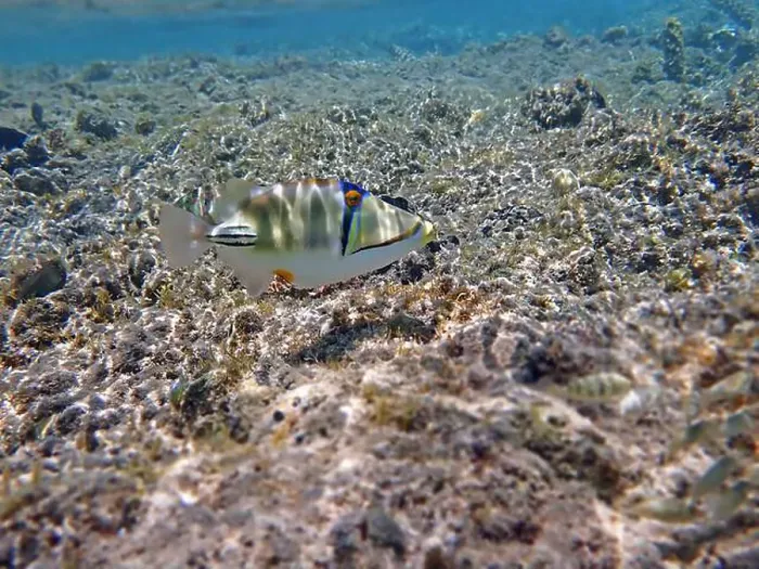 Framed Print : Assasi picasso triggerfish - Rhinecanthus assasi Framed Print : Assasi picasso triggerfish - Rhinecanthus assasi
