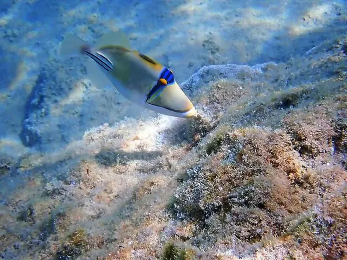Framed Print : Assasi picasso triggerfish - Rhinecanthus assasi Framed Print : Assasi picasso triggerfish - Rhinecanthus assasi