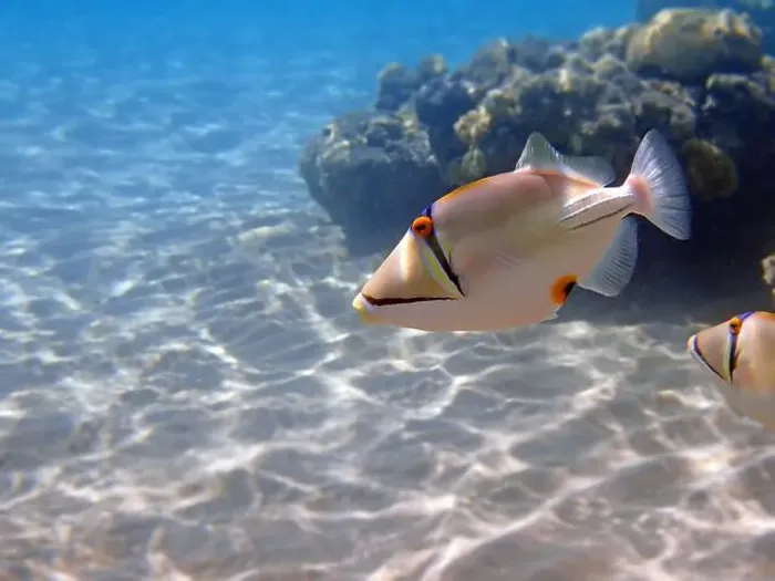 Framed Print : Assasi picasso triggerfish - Rhinecanthus assasi Framed Print : Assasi picasso triggerfish - Rhinecanthus assasi