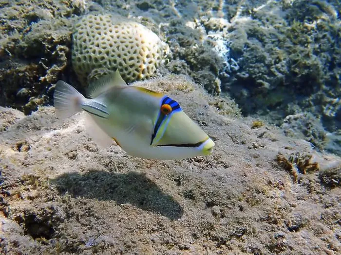 Framed Print : Assasi picasso triggerfish - Rhinecanthus assasi Framed Print : Assasi picasso triggerfish - Rhinecanthus assasi