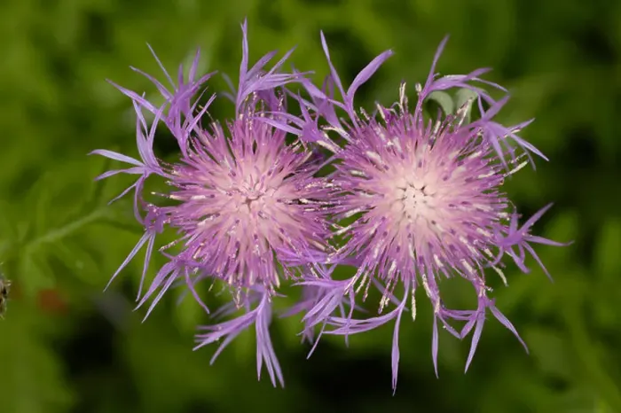 Framed Print : Asteraceae or Compositae Centaurea pulcherrima Willd Middle East Turkey Caucasian mountains Framed Print : Asteraceae or Compositae Centaurea pulcherrima Willd Middle East Turkey Caucasian mountains