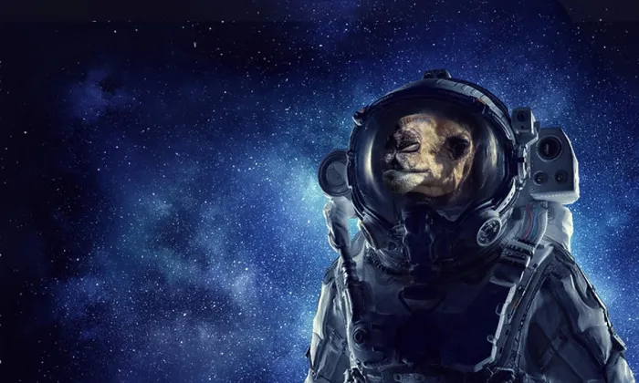Framed Print : Astronaut camel wearing space suit against starry sky. Mixed media Framed Print : Astronaut camel wearing space suit against starry sky. Mixed media