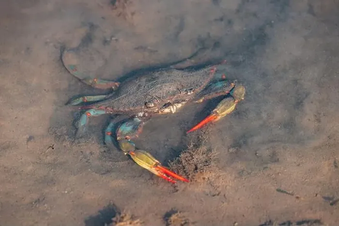 Framed Print : Atlantic blue crab moving in shallow dirty water Framed Print : Atlantic blue crab moving in shallow dirty water