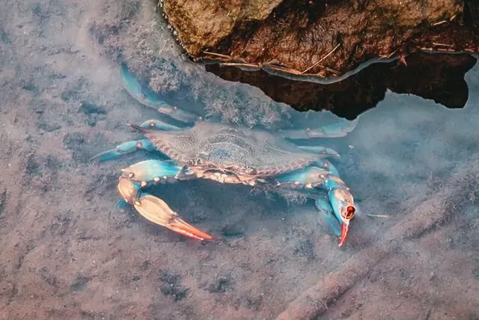 Framed Print : Atlantic blue crab moving in shallow water with rocks in the background Framed Print : Atlantic blue crab moving in shallow water with rocks in the background