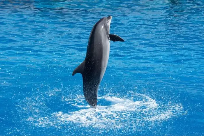 Framed Print : Atlantic Bottlenose Dolphin Jumping in Water - Playful Marine Wildlife Splash Framed Print : Atlantic Bottlenose Dolphin Jumping in Water - Playful Marine Wildlife Splash