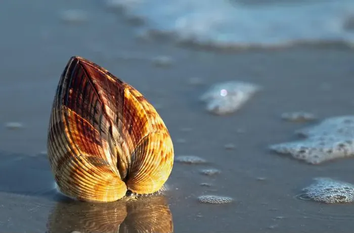 Framed Print : The Atlantic Giant Cockle, Dinocardium robustum, is one of the largest shallow-water bivalves Framed Print : The Atlantic Giant Cockle, Dinocardium robustum, is one of the largest shallow-water bivalves