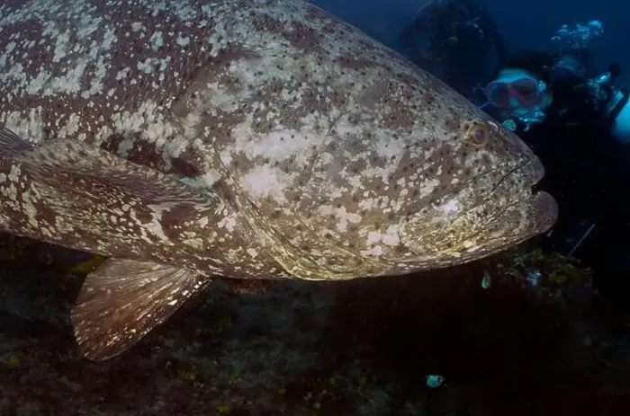 Framed Print : An Atlantic Goliath Grouper (Epinephelus itajara) in Jupiter, Florida, USA Framed Print : An Atlantic Goliath Grouper (Epinephelus itajara) in Jupiter, Florida, USA