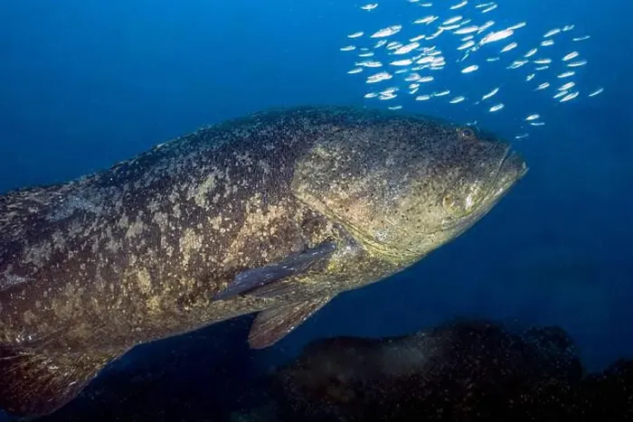 Framed Print : An Atlantic Goliath Grouper (Epinephelus itajara) in Jupiter, Florida, USA Framed Print : An Atlantic Goliath Grouper (Epinephelus itajara) in Jupiter, Florida, USA